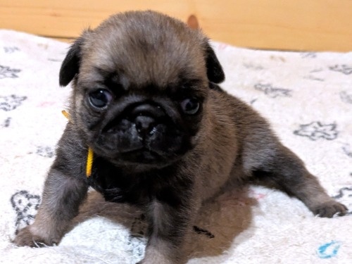 �p�O�̎q���iID:1275711103�j��3���ڂ̎ʐ^/�X�V��:2026-02-19