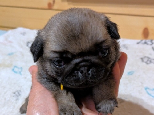 �p�O�̎q���iID:1275711103�j��5���ڂ̎ʐ^/�X�V��:2026-02-19