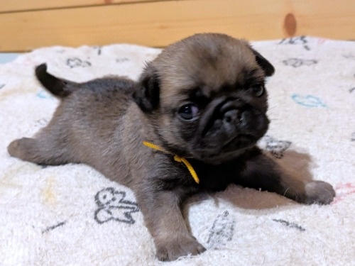 �p�O�̎q���iID:1275711103�j��6���ڂ̎ʐ^/�X�V��:2026-02-19