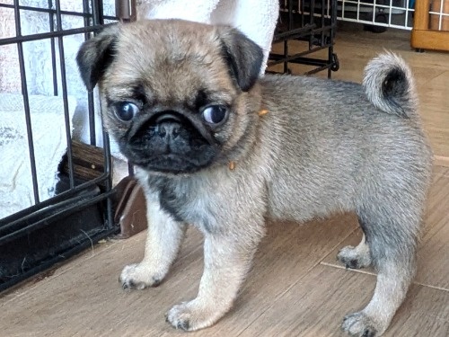 �p�O�̎q���iID:1275711103�j��7���ڂ̎ʐ^/�X�V��:2026-03-12