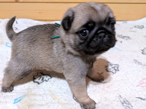 �p�O�̎q���iID:1275711104�j��1���ڂ̎ʐ^/�X�V��:2026-02-19