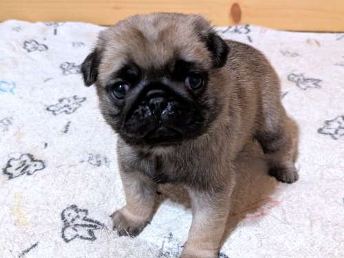 �p�O�̎q���iID:1275711104�j��2���ڂ̎ʐ^/�X�V��:2026-02-19