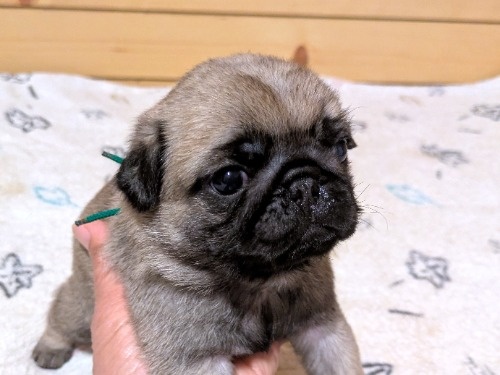 �p�O�̎q���iID:1275711104�j��4���ڂ̎ʐ^/�X�V��:2026-02-19