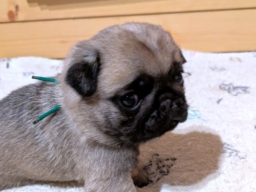 �p�O�̎q���iID:1275711104�j��5���ڂ̎ʐ^/�X�V��:2026-02-19