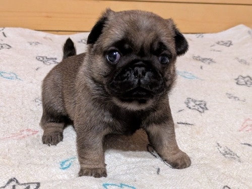 �p�O�̎q���iID:1275711105�j��1���ڂ̎ʐ^/�X�V��:2026-02-19