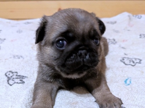 �p�O�̎q���iID:1275711105�j��2���ڂ̎ʐ^/�X�V��:2026-02-19