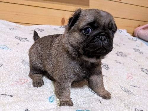 �p�O�̎q���iID:1275711105�j��4���ڂ̎ʐ^/�X�V��:2026-02-19