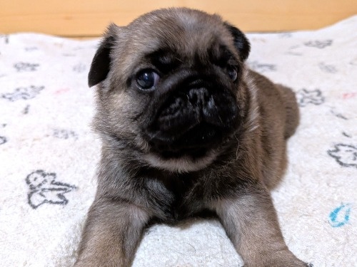 �p�O�̎q���iID:1275711105�j��5���ڂ̎ʐ^/�X�V��:2026-02-19