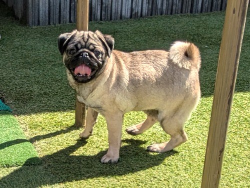 �p�O�̎q���iID:1275711106�j��1���ڂ̎ʐ^/�X�V��:2026-03-12