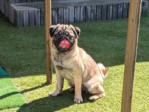 �p�O�̎q���iID:1275711106�j��3���ڂ̎ʐ^/�X�V��:2026-03-12