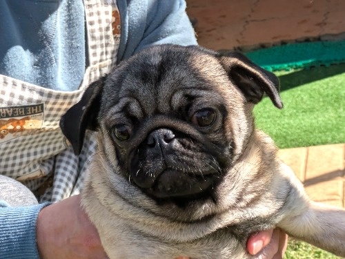 �p�O�̎q���iID:1275711106�j��6���ڂ̎ʐ^/�X�V��:2026-03-12