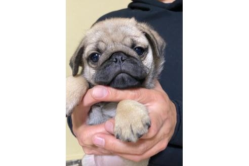 パグのブリーダー 広島県 の子犬のページです