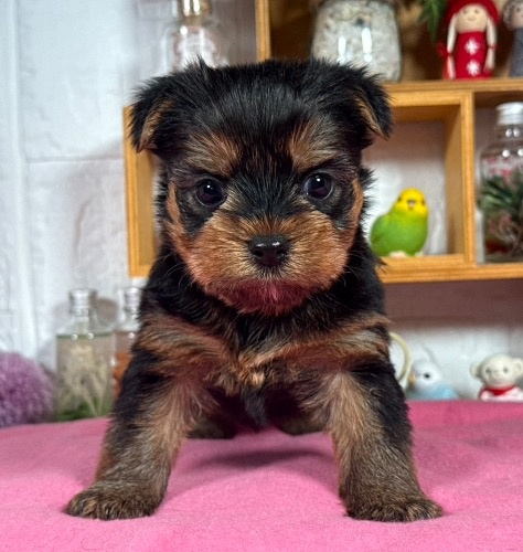 ヨークシャーテリアの子犬(ID:1276711039)の1枚目の写真/更新日:2025-11-14