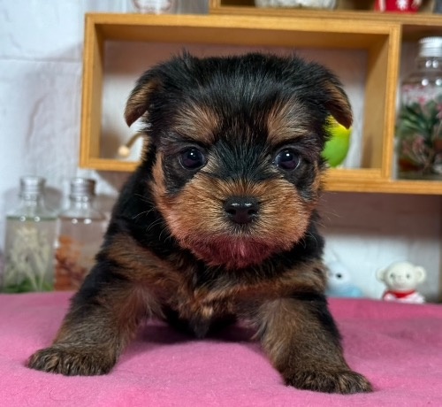 ヨークシャーテリアの子犬(ID:1276711039)の2枚目の写真/更新日:2025-11-14