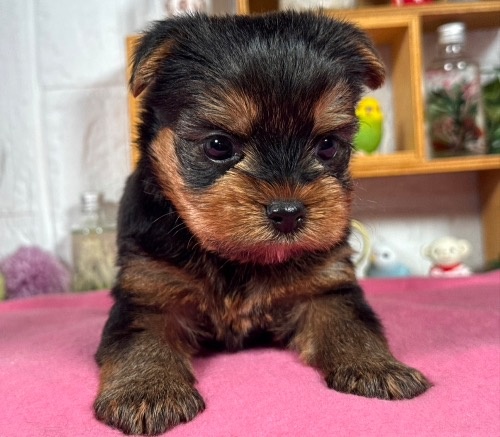 ヨークシャーテリアの子犬(ID:1276711039)の3枚目の写真/更新日:2025-11-14