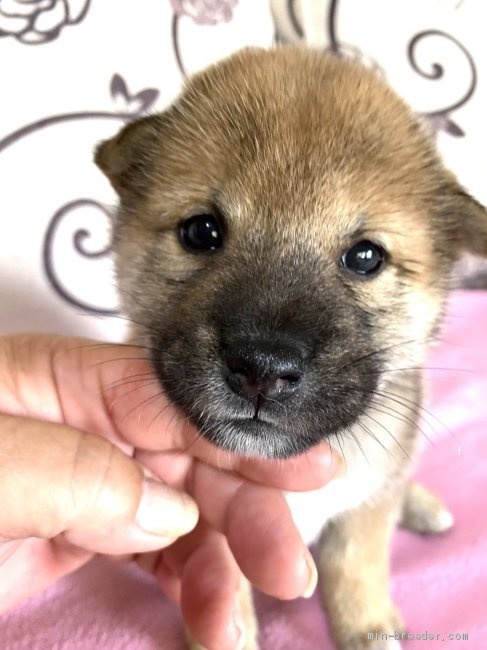 柴犬のブリーダー 木村敏美ブリーダー 埼玉県 子犬 Id ページ