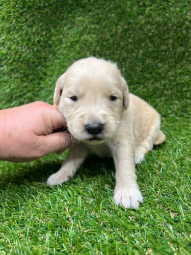 ゴールデンレトリバーの子犬（ID:1277211120）の1枚目の写真/更新日:2022-03-14