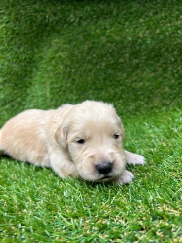 ゴールデンレトリバーの子犬（ID:1277211120）の2枚目の写真/更新日:2022-03-14