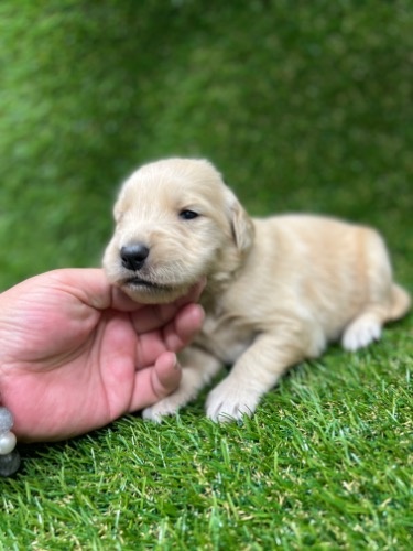 ゴールデンレトリバーの子犬（ID:1277211120）の3枚目の写真/更新日:2022-03-14