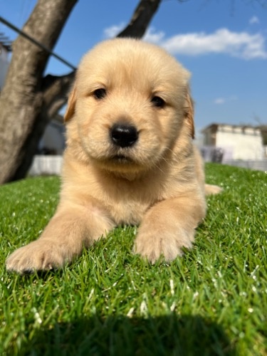 ゴールデンレトリバーの子犬（ID:1277211128）の2枚目の写真/更新日:2022-04-08