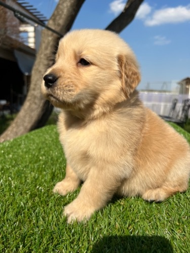 ゴールデンレトリバーの子犬（ID:1277211128）の3枚目の写真/更新日:2022-04-08