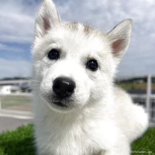 シベリアンハスキーの子犬(ID:1277211156)の1枚目の写真/更新日:2025-10-22