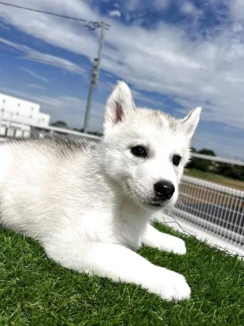 シベリアンハスキーの子犬(ID:1277211156)の2枚目の写真/更新日:2025-10-22