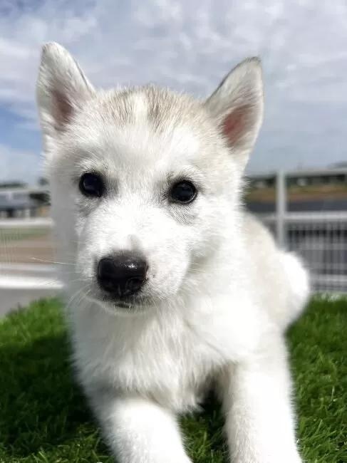シベリアンハスキーの子犬(ID:1277211156)の3枚目の写真/更新日:2025-10-22