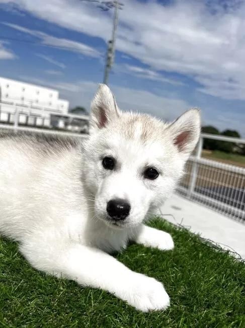 シベリアンハスキーの子犬(ID:1277211156)の4枚目の写真/更新日:2025-10-22