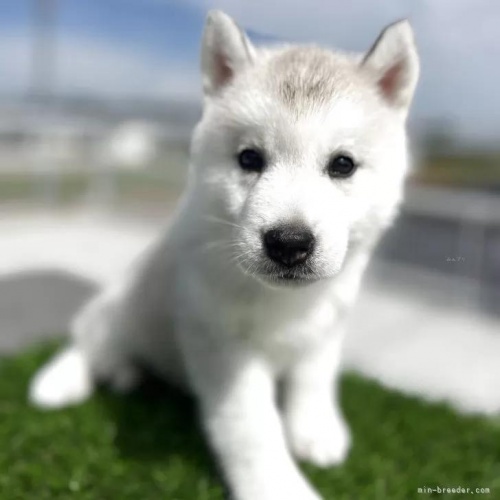 シベリアンハスキーの子犬(ID:1277211157)の1枚目の写真/更新日:2025-10-22