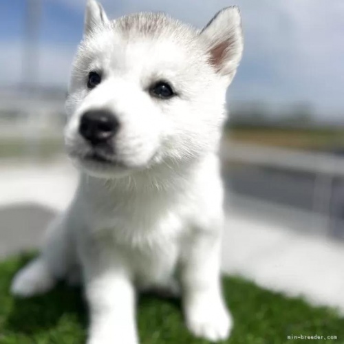 シベリアンハスキーの子犬(ID:1277211157)の2枚目の写真/更新日:2025-10-22
