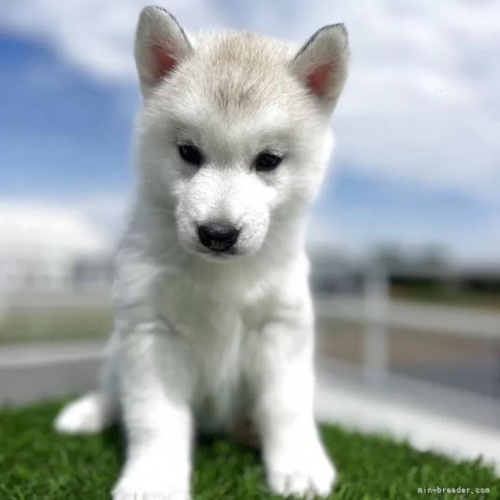 シベリアンハスキーの子犬(ID:1277211157)の3枚目の写真/更新日:2025-10-22