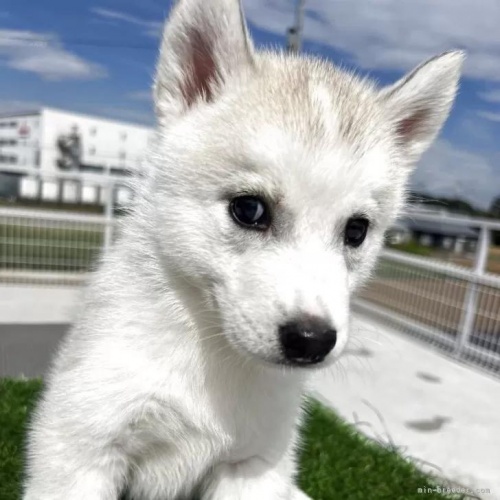 シベリアンハスキーの子犬(ID:1277211157)の4枚目の写真/更新日:2025-10-22