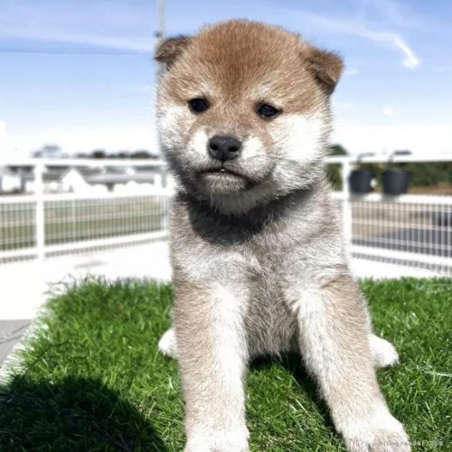 Č̎qiID:1277211158j1ڂ̎ʐ^/XV:2025-11-18