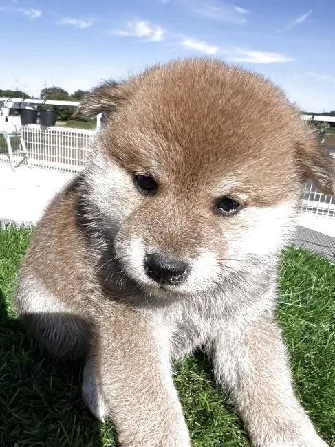 Č̎qiID:1277211158j2ڂ̎ʐ^/XV:2025-11-18