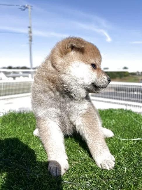 Č̎qiID:1277211158j3ڂ̎ʐ^/XV:2025-11-18