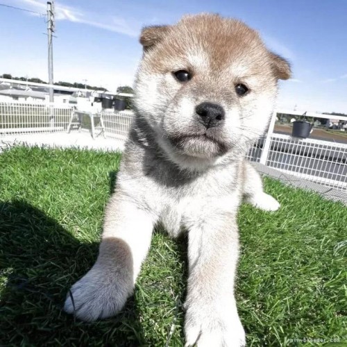 Č̎qiID:1277211159j1ڂ̎ʐ^/XV:2025-11-18