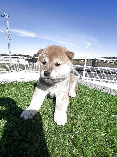 Č̎qiID:1277211159j2ڂ̎ʐ^/XV:2025-11-18