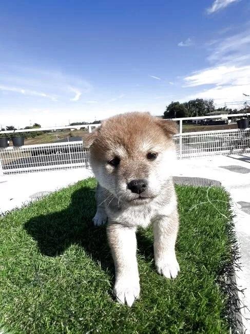 Č̎qiID:1277211159j4ڂ̎ʐ^/XV:2025-11-18