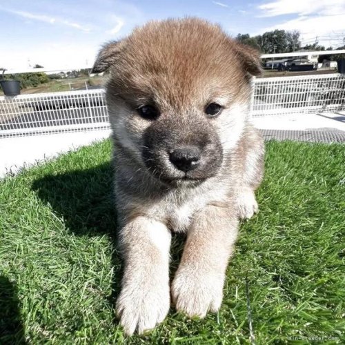 Č̎qiID:1277211160j1ڂ̎ʐ^/XV:2025-11-18