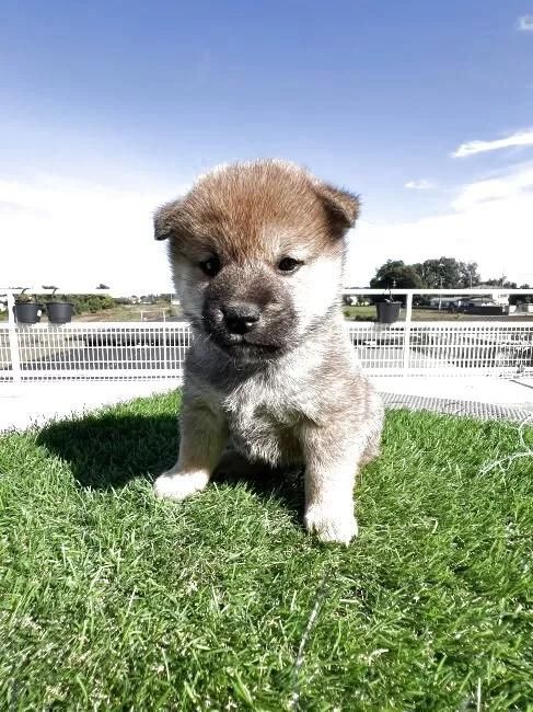 Č̎qiID:1277211160j4ڂ̎ʐ^/XV:2025-11-18