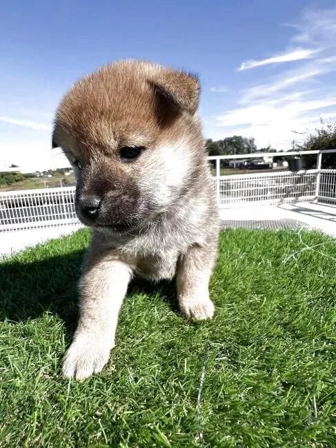 Č̎qiID:1277211160j5ڂ̎ʐ^/XV:2025-11-18