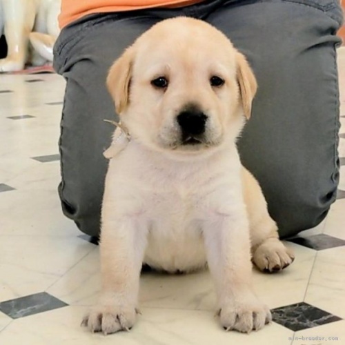 ラブラドールレトリバーの子犬（ID:1277711042）の1枚目の写真/更新日:2022-08-03