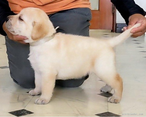 ラブラドールレトリバーの子犬（ID:1277711042）の2枚目の写真/更新日:2022-08-03