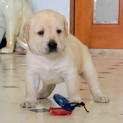 ラブラドールレトリバーの子犬（ID:1277711042）の3枚目の写真/更新日:2022-08-03