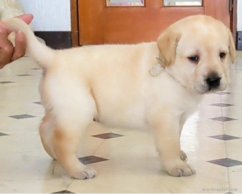 ラブラドールレトリバーの子犬（ID:1277711042）の5枚目の写真/更新日:2022-08-03