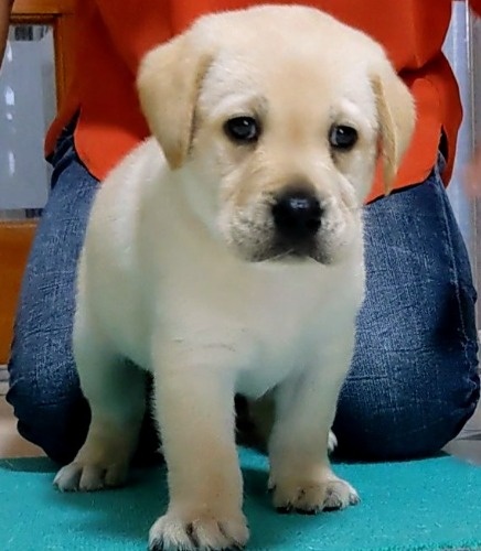 ラブラドールレトリバーの子犬（ID:1277711046）の1枚目の写真/更新日:2022-08-30