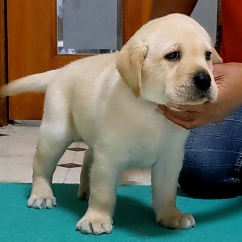 ラブラドールレトリバーの子犬（ID:1277711046）の3枚目の写真/更新日:2022-08-30