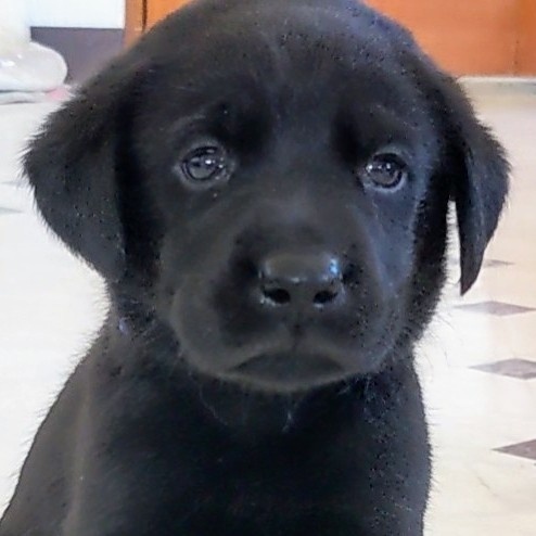 ラブラドールレトリバーの子犬（ID:1277711047）の1枚目の写真/更新日:2022-08-23