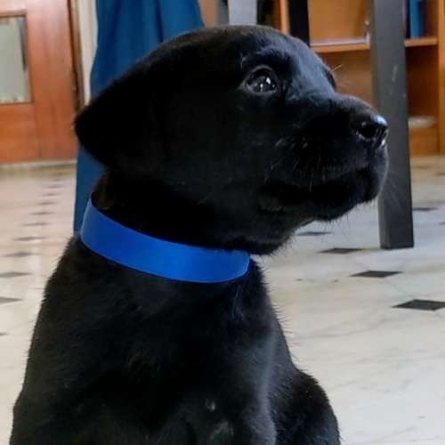 ラブラドールレトリバーの子犬（ID:1277711047）の2枚目の写真/更新日:2022-08-23